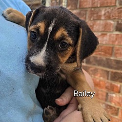 Thumbnail photo of Melanie's 7 Bailey #2