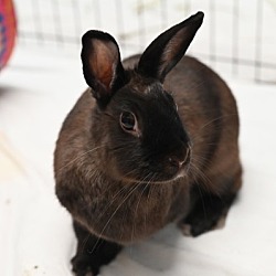 Thumbnail photo of Honeybun #2