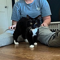 adopt a pet