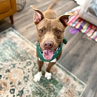 adopt a pet