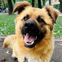 adopt a pet