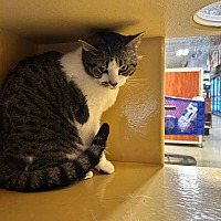 adopt a pet