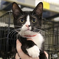 adopt a pet
