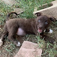 adopt a pet