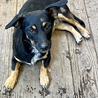 adopt a pet