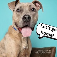 adopt a pet