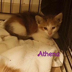 Thumbnail photo of Athena #3