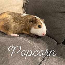Photo of Popcorn