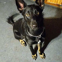 Photo of Honey