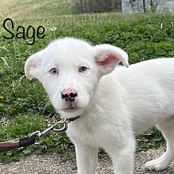 Thumbnail photo of Sage~adopted! #3