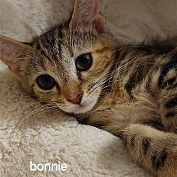 Thumbnail photo of Bonnie #1