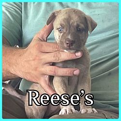 Photo of Reese's
