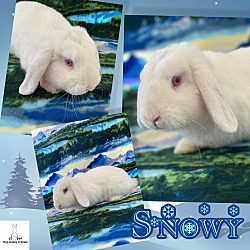 Thumbnail photo of Snowy #1