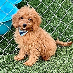 Thumbnail photo of Scooby-Cavapoo Puppy! #4