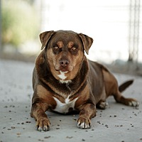 adopt a pet