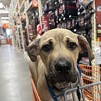 adopt a pet