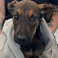 adopt a pet