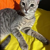adopt a pet