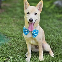 adopt a pet
