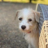 Adopt A Pet Petsmart Charities