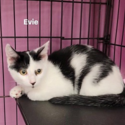 Thumbnail photo of Evie (Eden adopted) #2