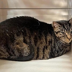 Photo of Tiger