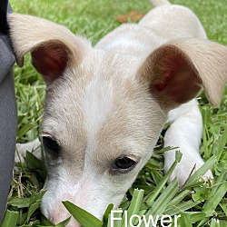 Thumbnail photo of Flower A Rescue #1