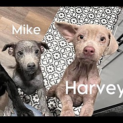 Thumbnail photo of Harvey #4