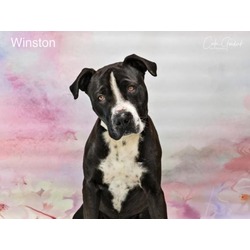 Photo of WINSTON