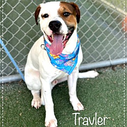 Thumbnail photo of TRAVLER #4