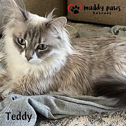 Photo of Teddy (Courtesy Post)