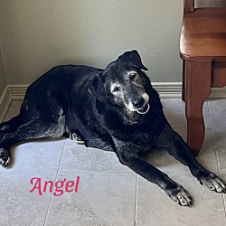 Thumbnail photo of ANGEL #2