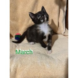 Photo of March