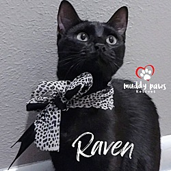 Thumbnail photo of Raven #1