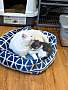 EMINEM (BONDED TO HARVEY DENT) - Domestic Shorthair available for adoption