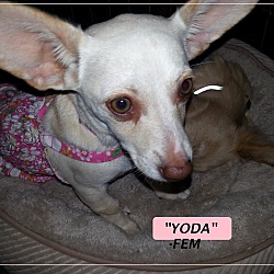 Thumbnail photo of Yoda-Fem #2