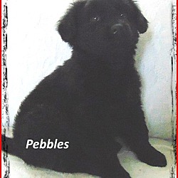 Thumbnail photo of Pebbles-Adoption Pending #1