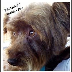 Thumbnail photo of Brownie (in adoption process) #2