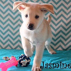Thumbnail photo of Jasmine~adopted! #3