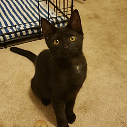 Thumbnail photo of Adopted! Raven #1