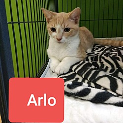 Thumbnail photo of Arlo #1