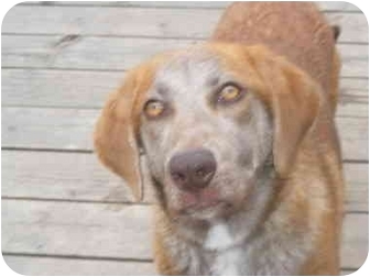 weimaraner aussie mix