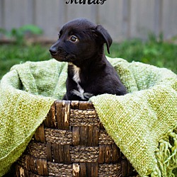 Thumbnail photo of The Molly Brown pups #2