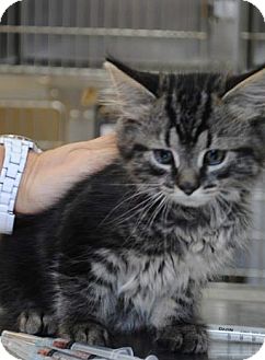 Maine Coon Rescue Cincinnati