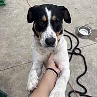 adopt a pet
