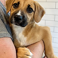 adopt a pet