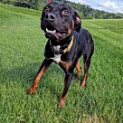 Adopt A Pet :: Reptar - Lancaster, OH
