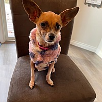 adopt a pet