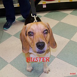 Thumbnail photo of BUSTER #1
