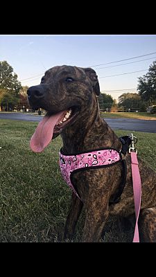 Toledo Oh Greyhound Meet Fifa A Pet For Adoption